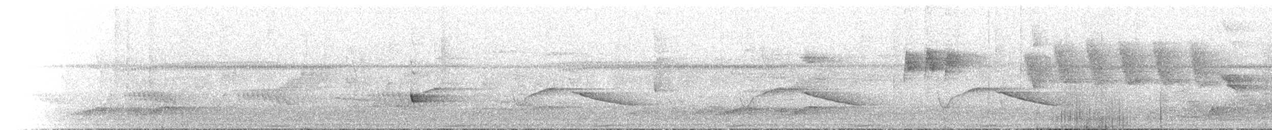 White-eared Monarch - ML646788073