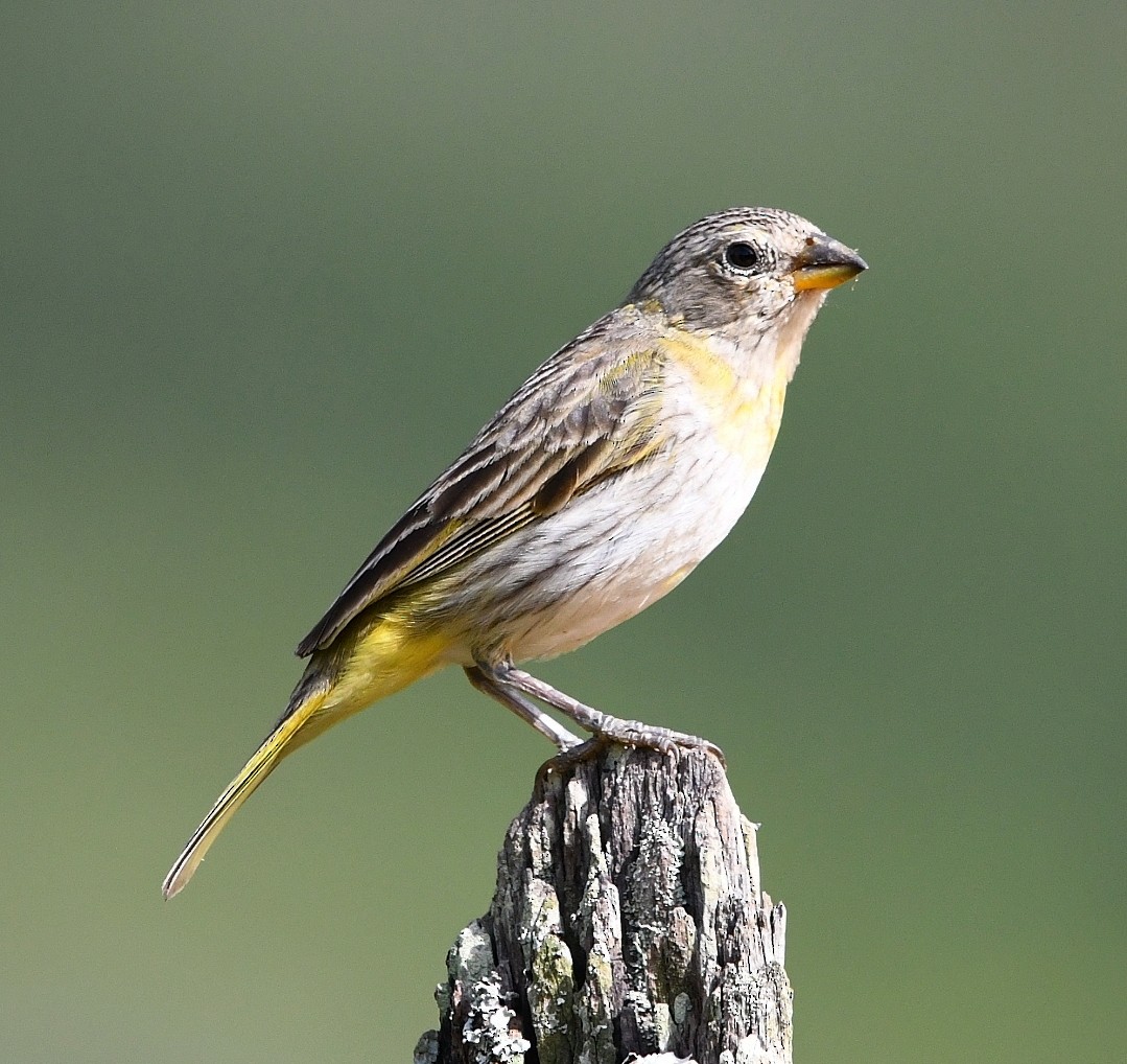 橙黃雀鵐 - ML646788075