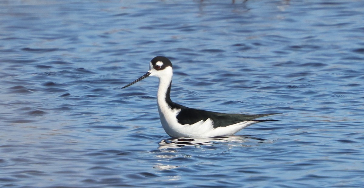 Black-necked Stilt - ML646788076