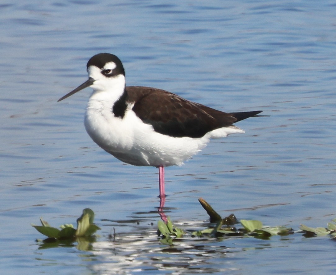 Black-necked Stilt - ML646788077