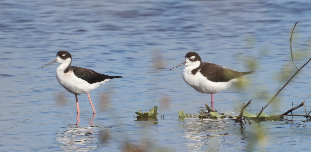 Black-necked Stilt - ML646788078