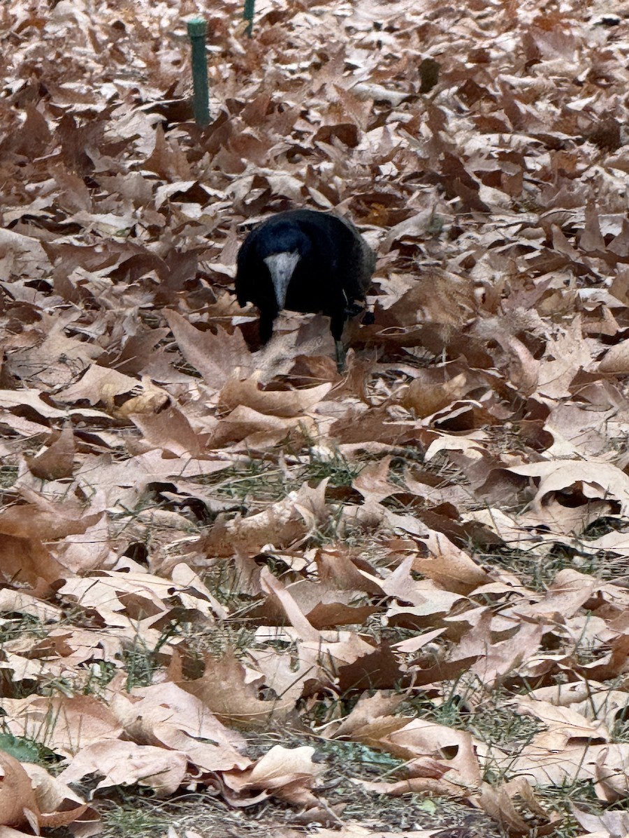 Ekin Kargası - ML646788082