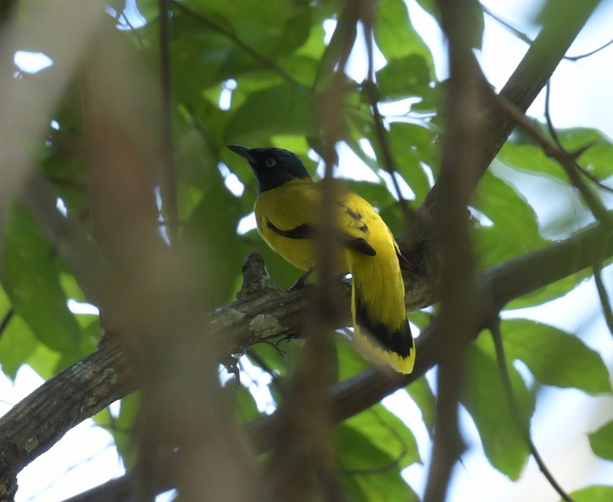 Бюльбюль чорноголовий - ML646788083