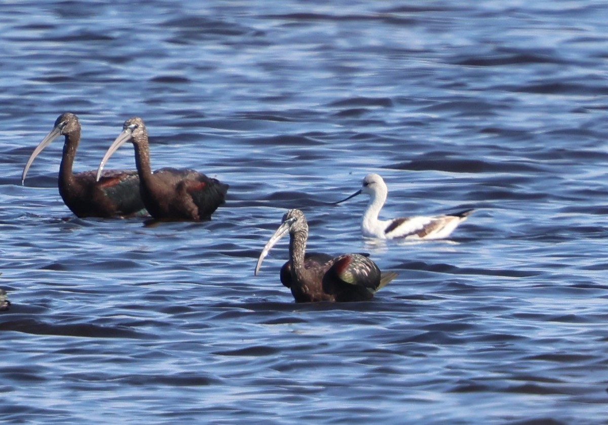 American Avocet - ML646788084