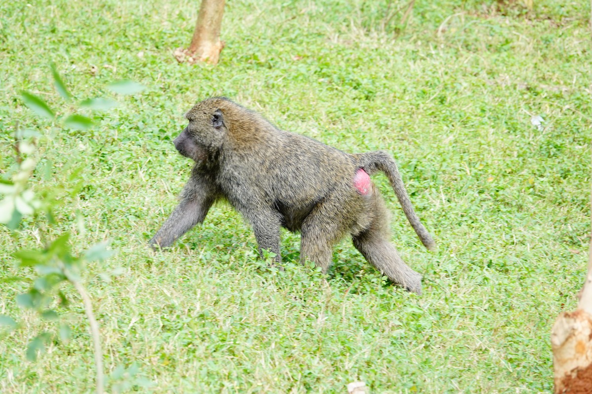 Central Yellow Baboon - ML646788087