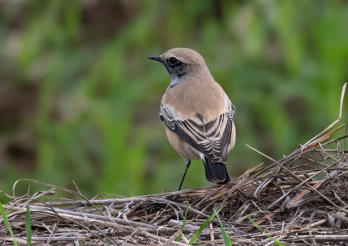 Wüstensteinschmätzer - ML646788088