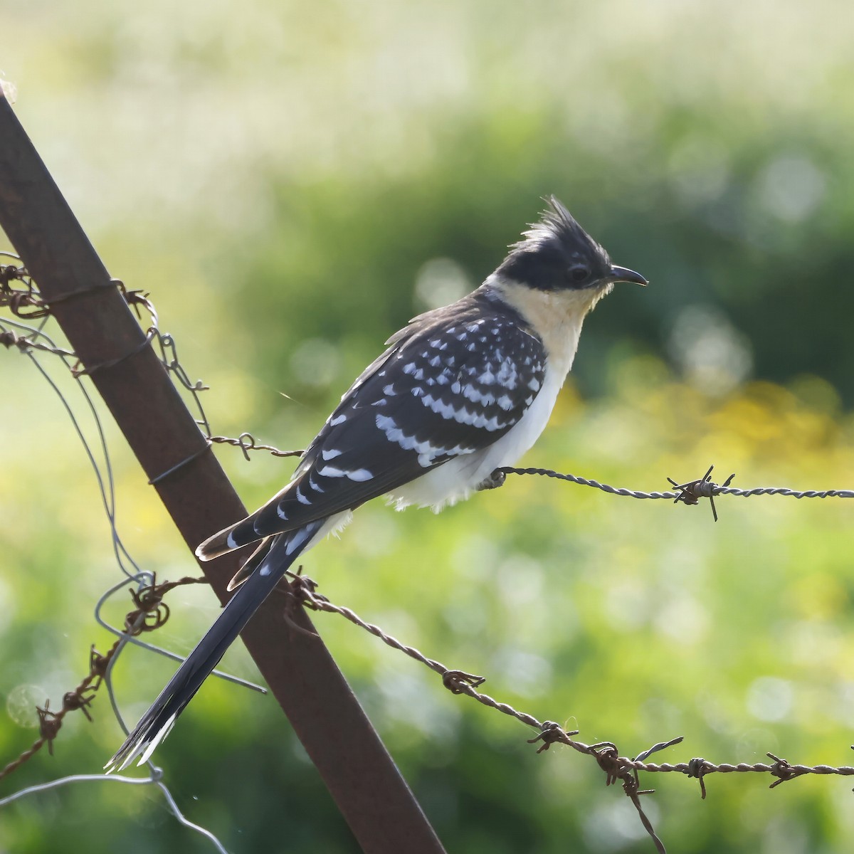 Coucou geai - ML646788089