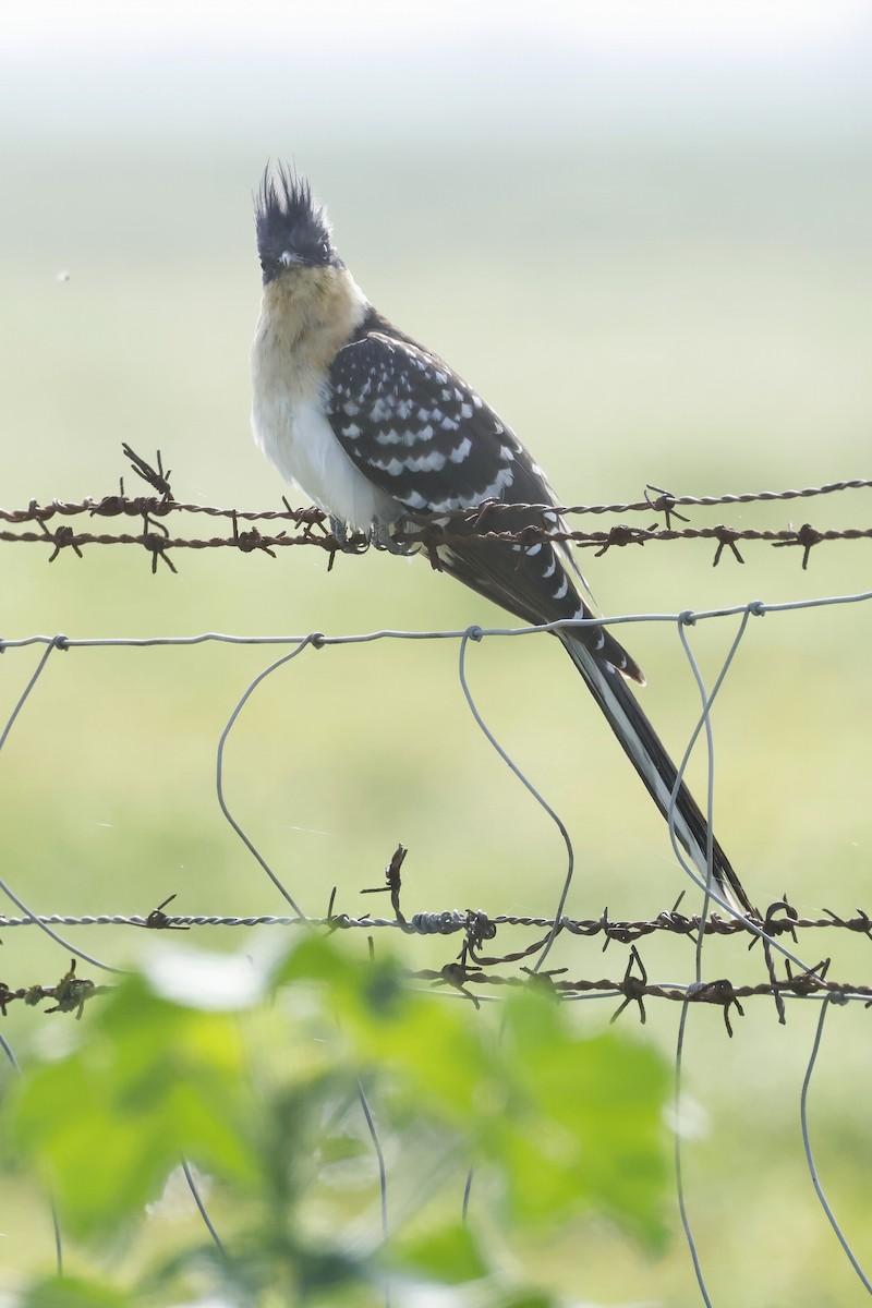 Coucou geai - ML646788090