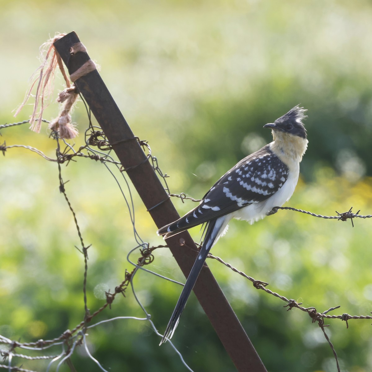 Coucou geai - ML646788091