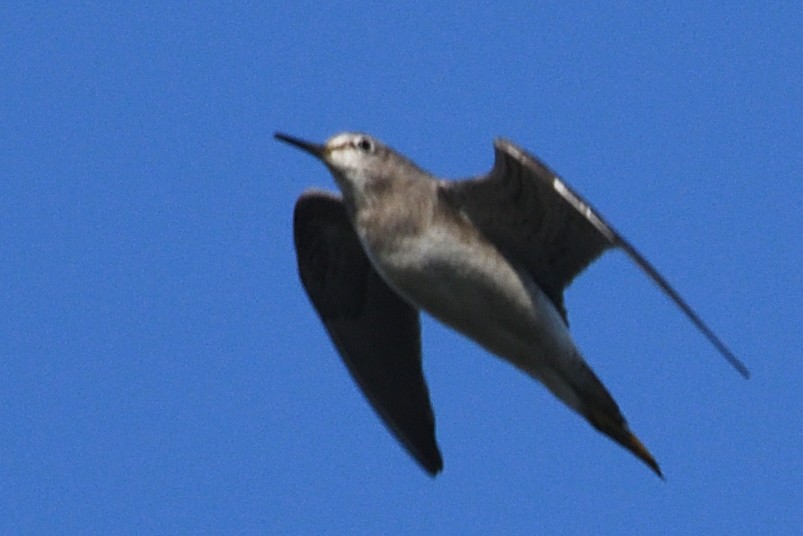 vodouš bahenní - ML646788092