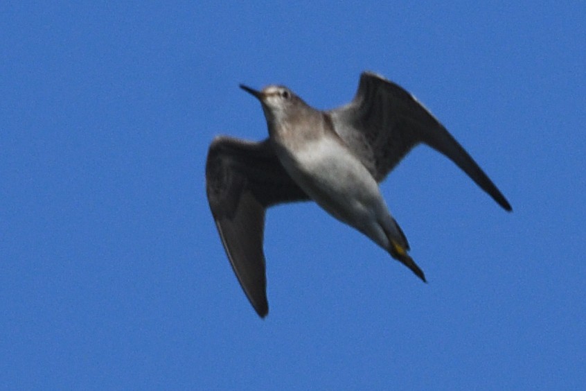 vodouš bahenní - ML646788093