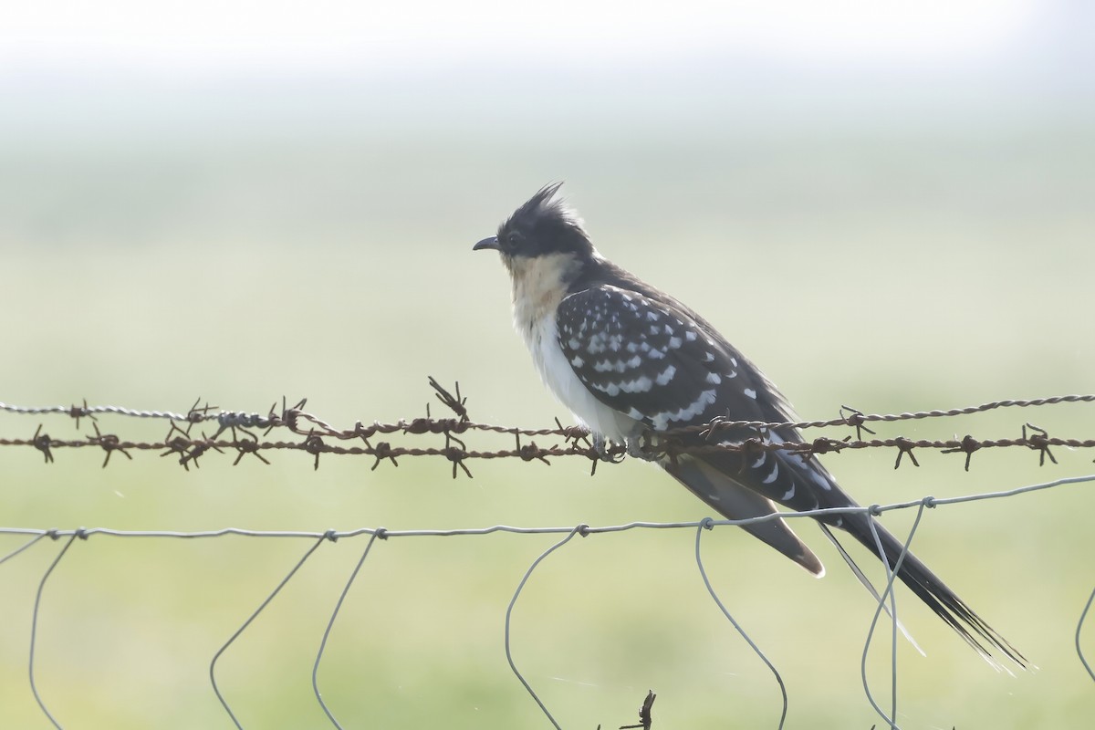 Coucou geai - ML646788094