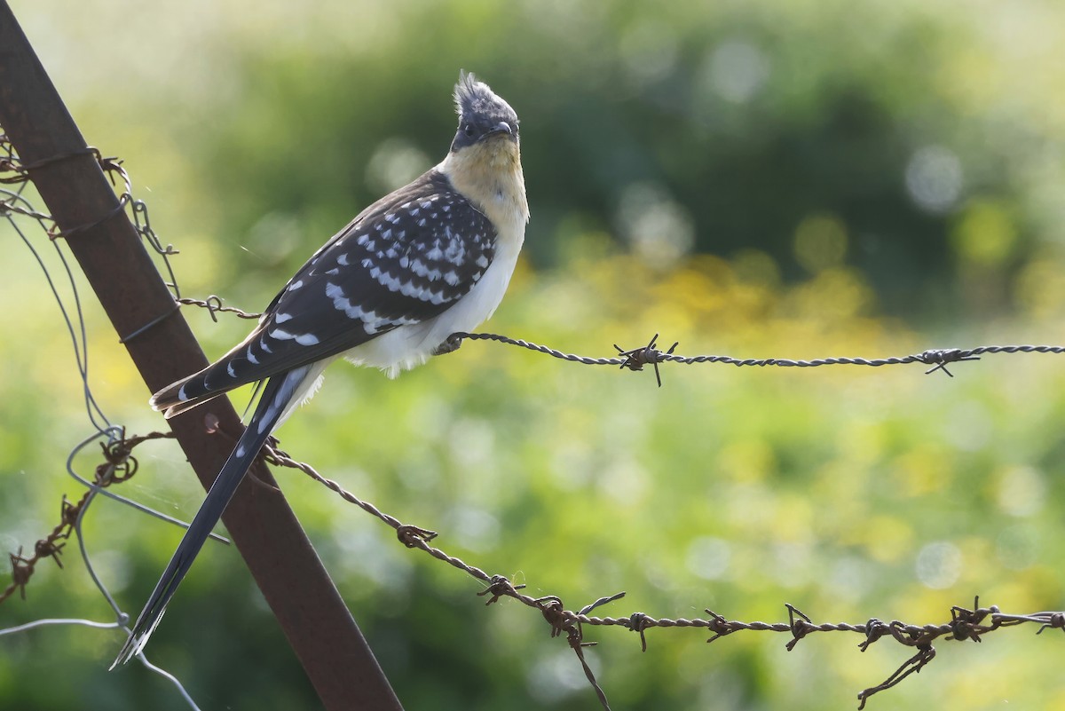 Coucou geai - ML646788095