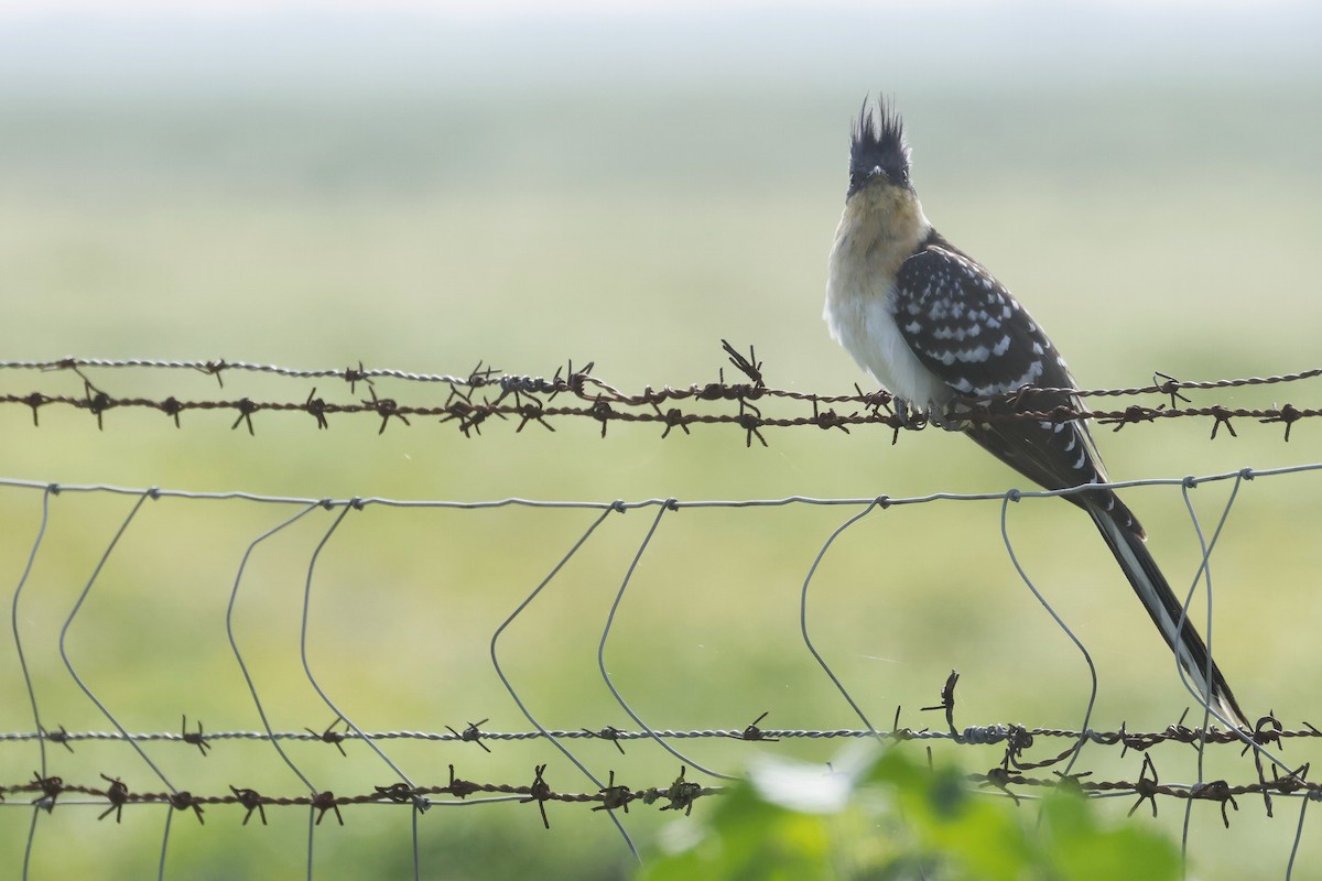 Coucou geai - ML646788096