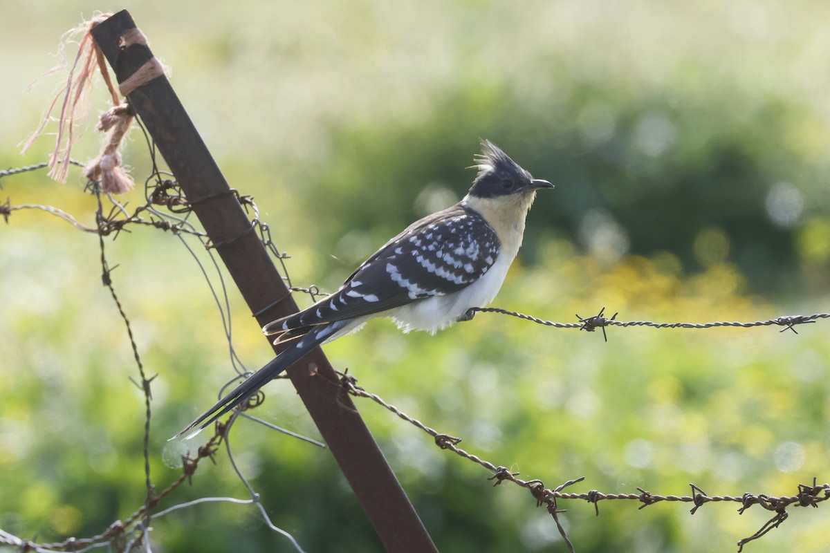 Coucou geai - ML646788097