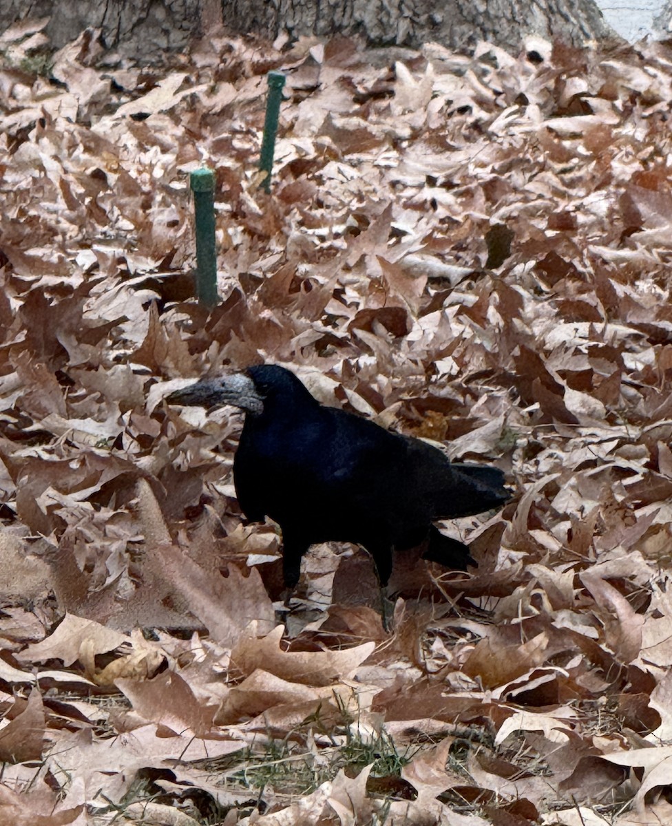 Ekin Kargası - ML646788098