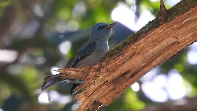 Нільтава лазурова - ML646788099