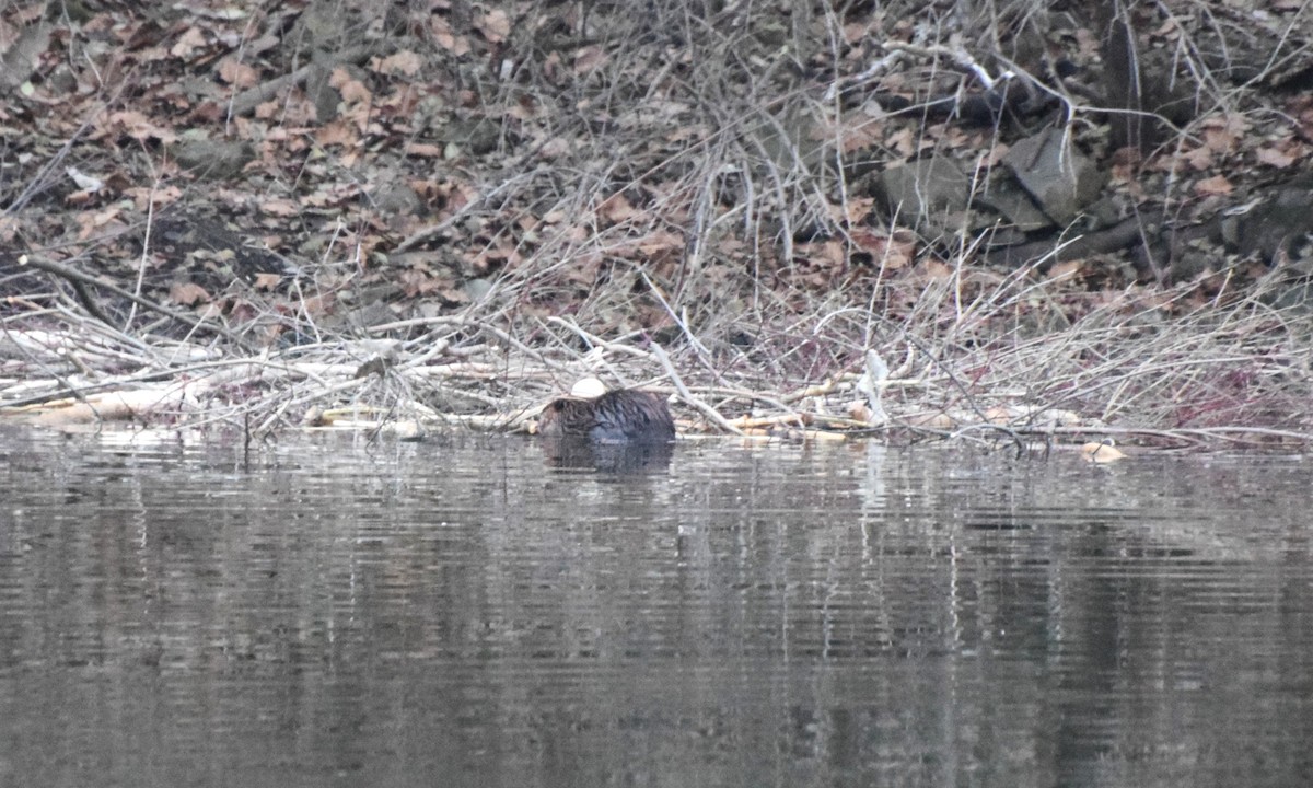 Animals - ML646788100