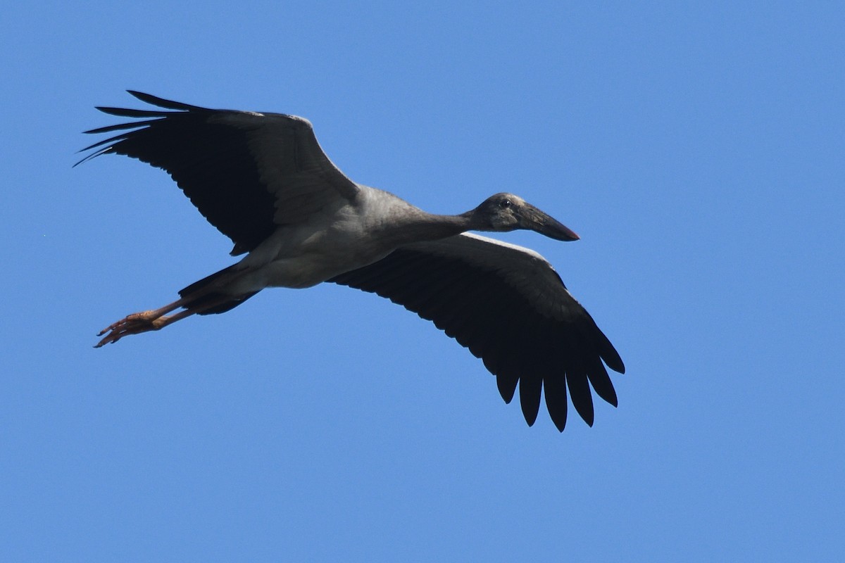 Лелека-молюскоїд індійський - ML646788101