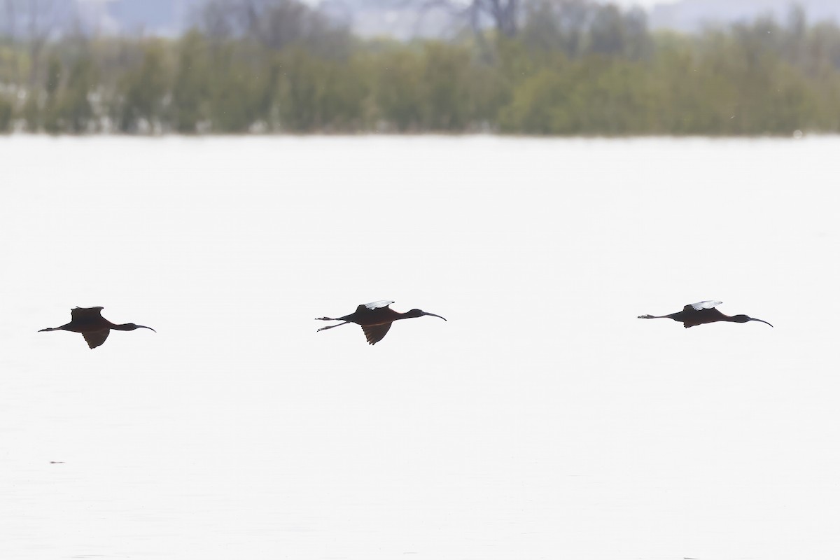 Ibis falcinelle - ML646788102