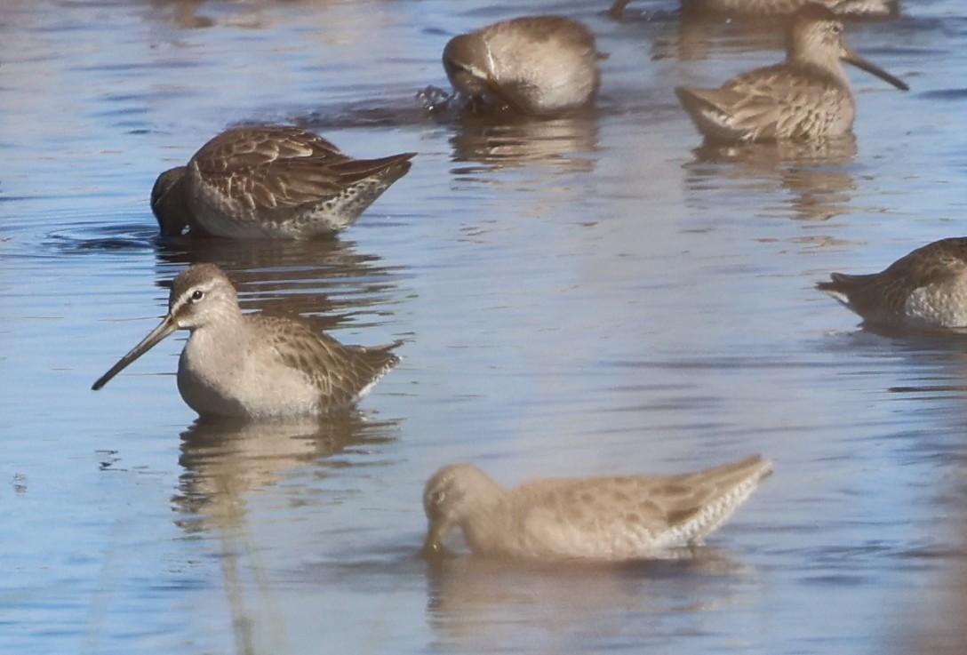 Long-billed Dowitcher - ML646788104