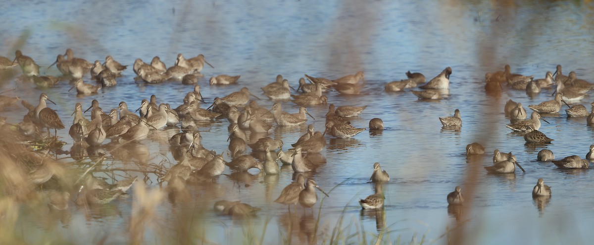 Long-billed Dowitcher - ML646788105