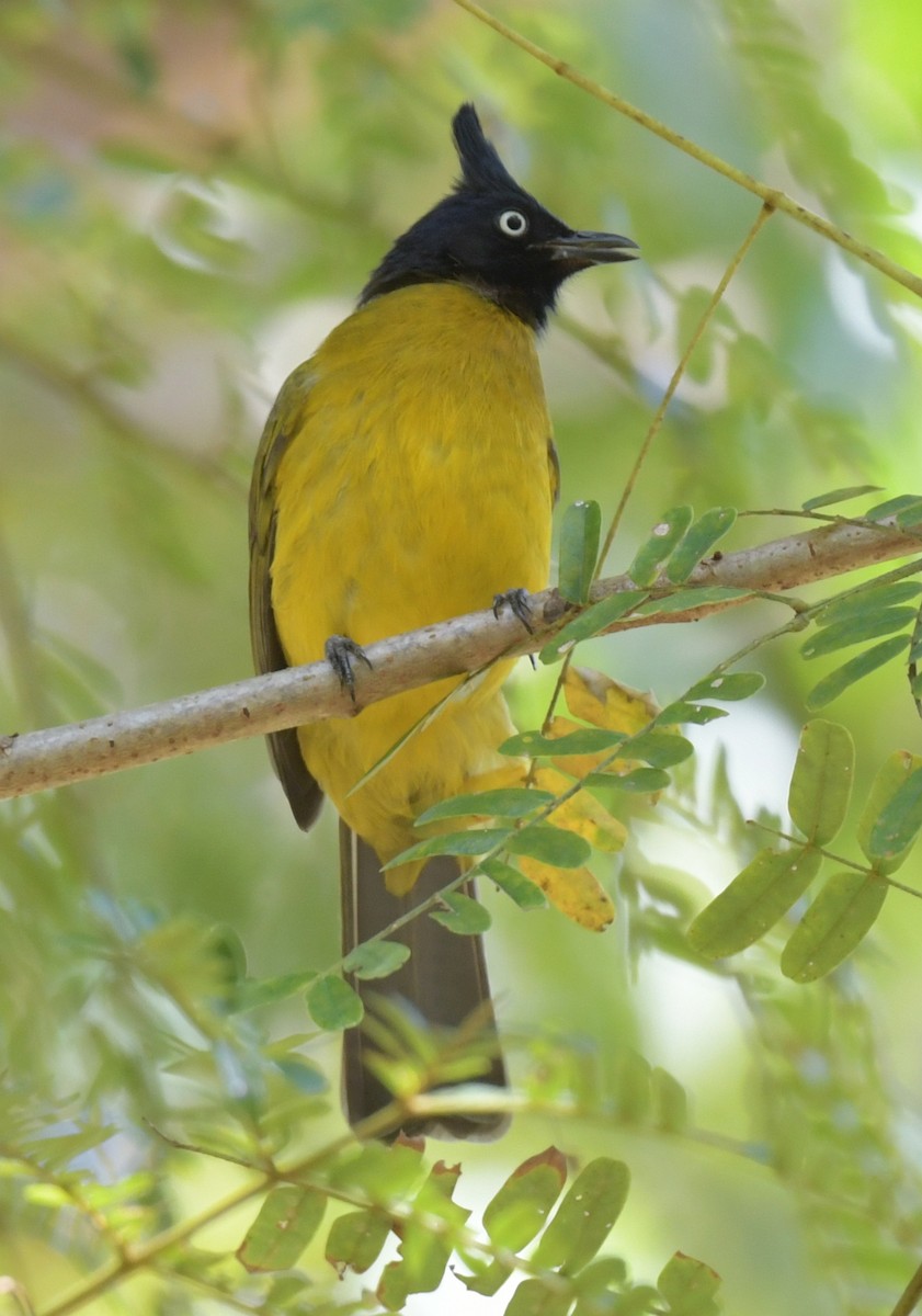 Бюльбюль чорночубий - ML646788106