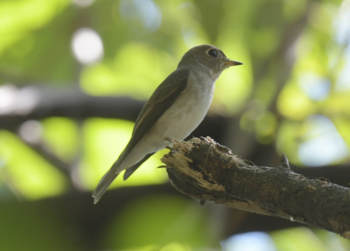 Мухоловка бура - ML646788108