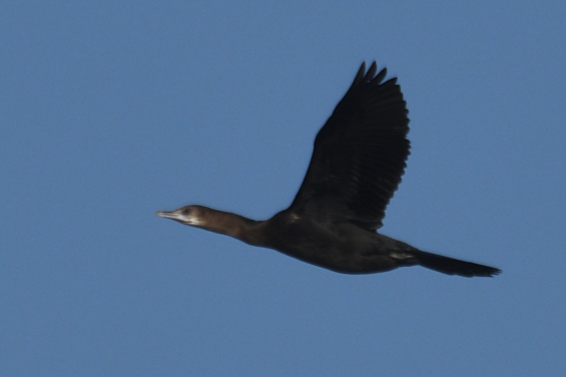 Баклан яванський - ML646788110