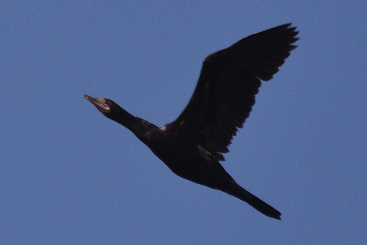 Little Cormorant - ML646788111