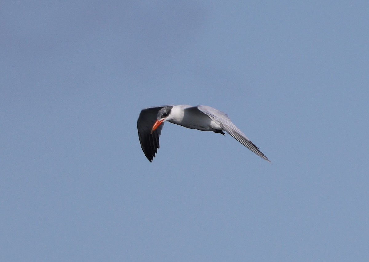 Caspian Tern - ML646788115