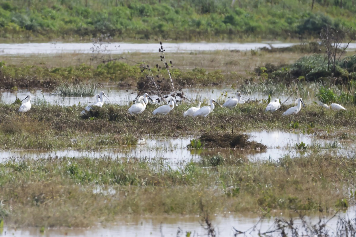 Spatule blanche - ML646788117
