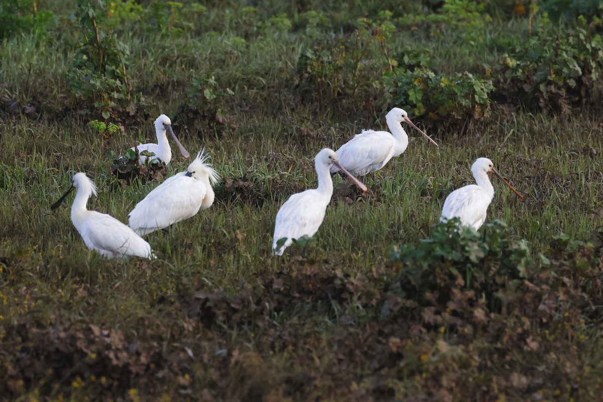 Eurasian Spoonbill - ML646788118