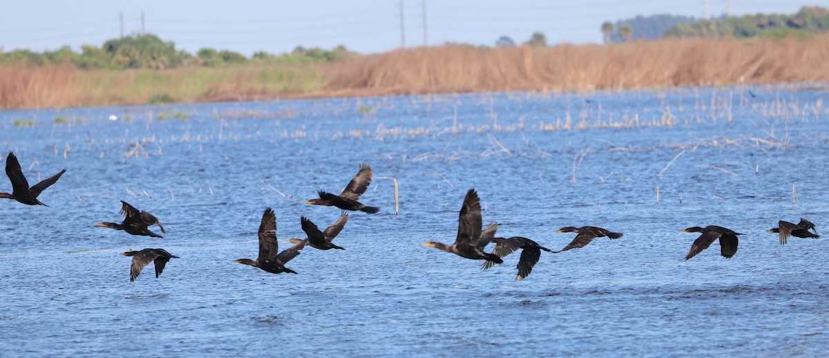Double-crested Cormorant - ML646788122