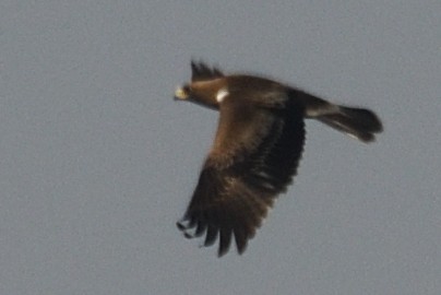 Орел-карлик малий - ML646788123