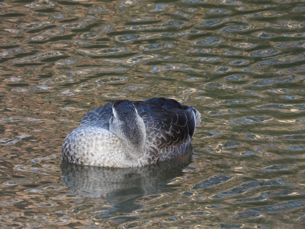 Eastern Spot-billed Duck - ML646788125