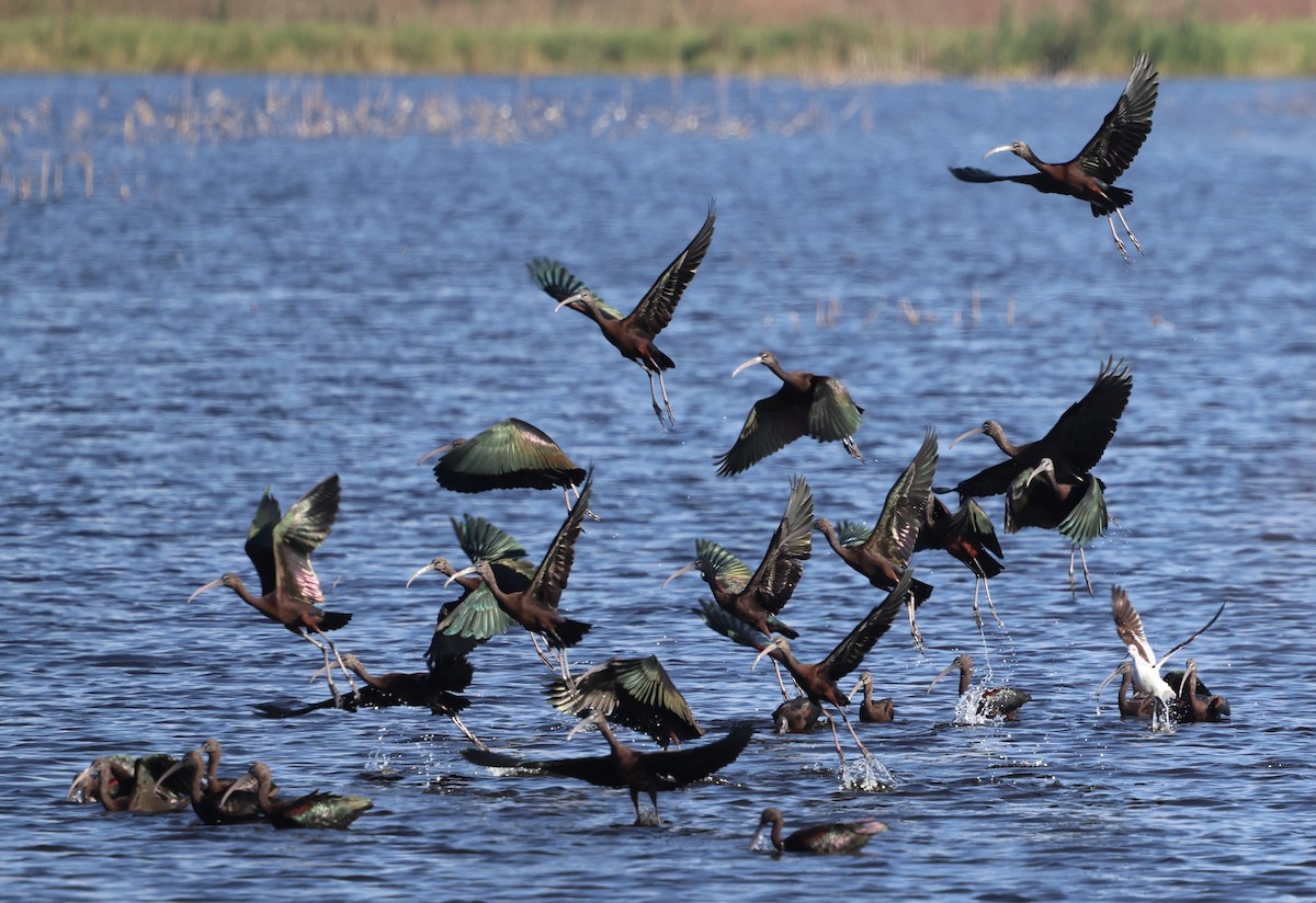 Glossy Ibis - ML646788126