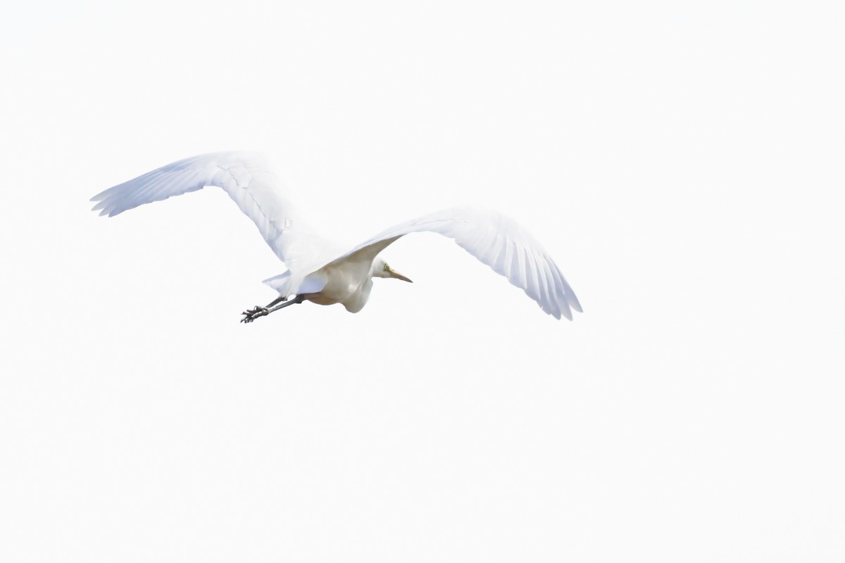 Great Egret - ML646788128