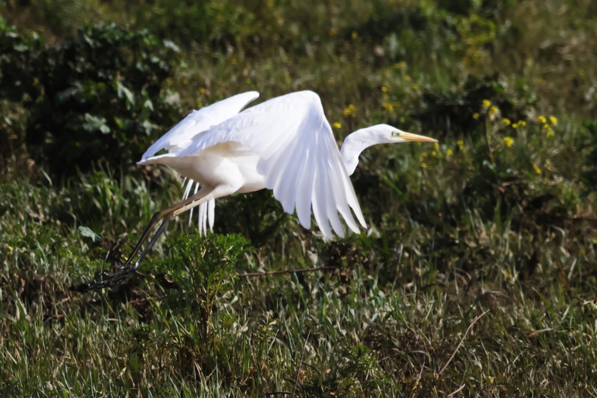 Great Egret - ML646788129