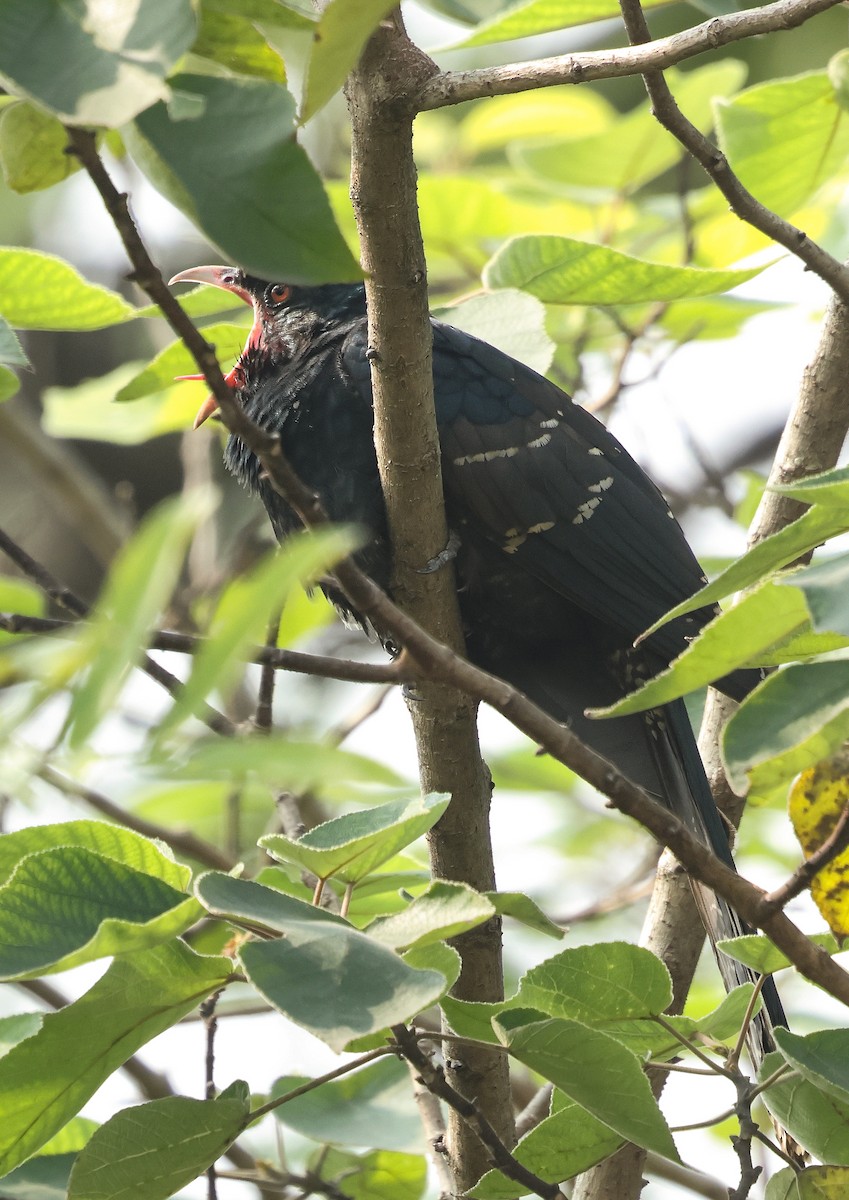 Asian Koel - ML646788130