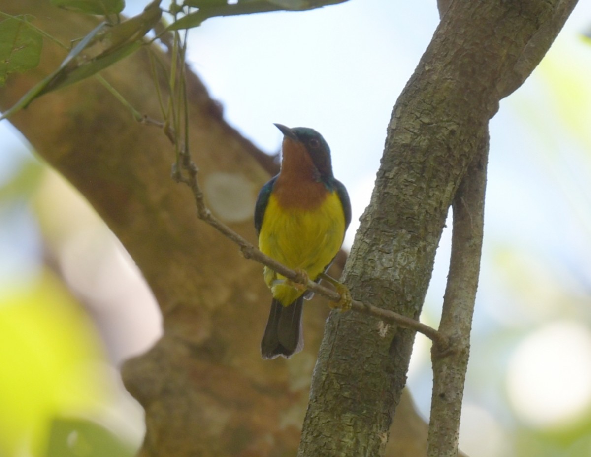 Brown-throated Sunbird - ML646788132