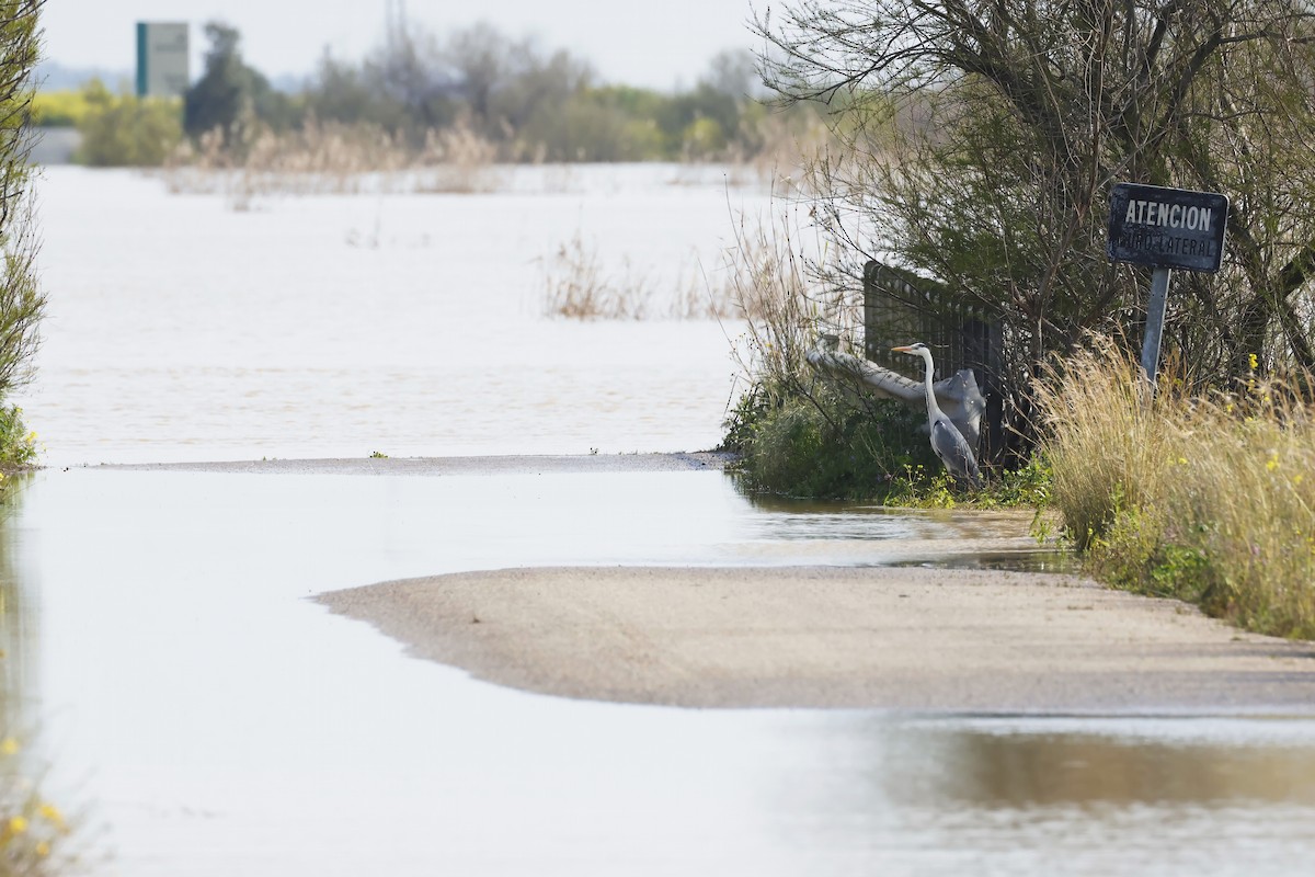 Gray Heron - ML646788135
