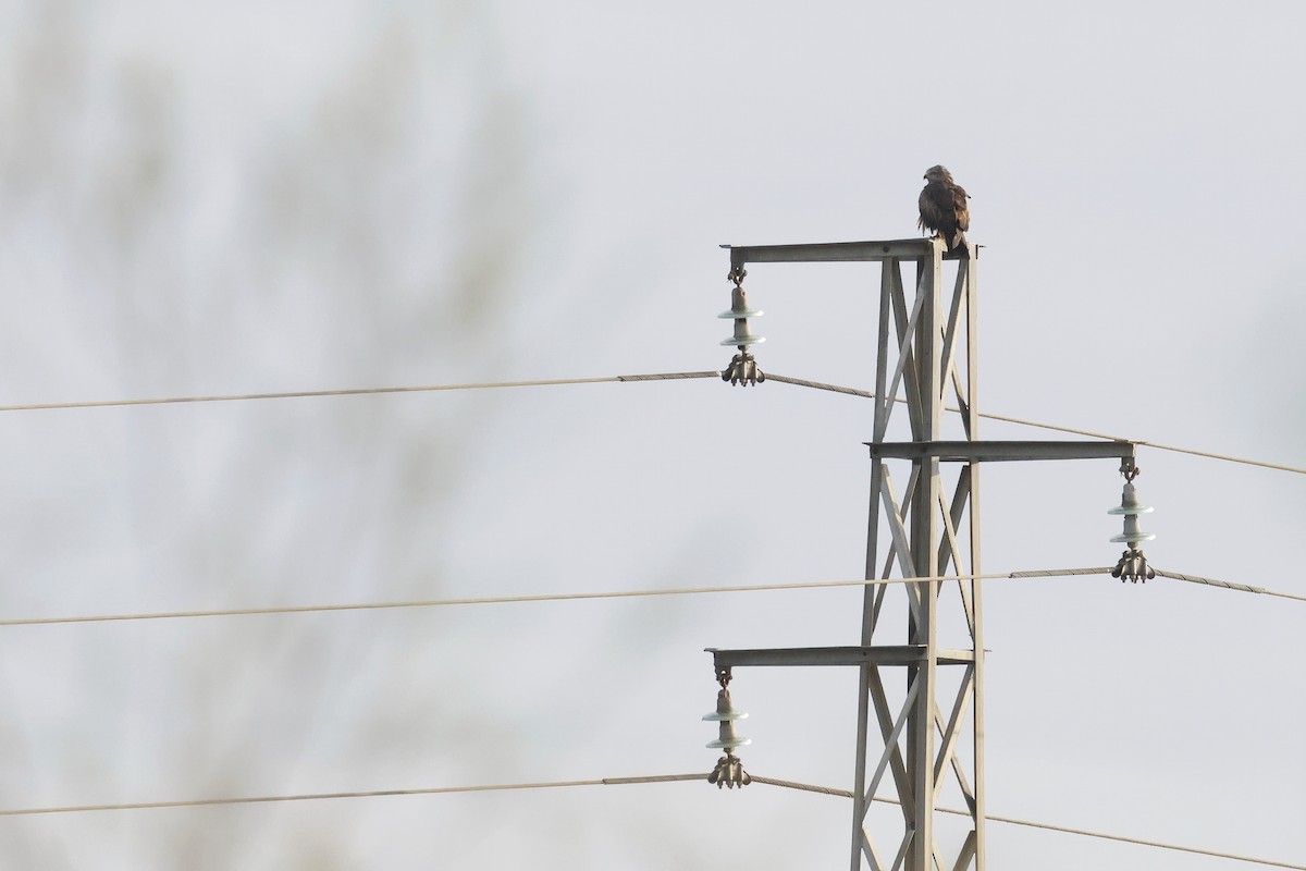 Шуліка чорний - ML646788139