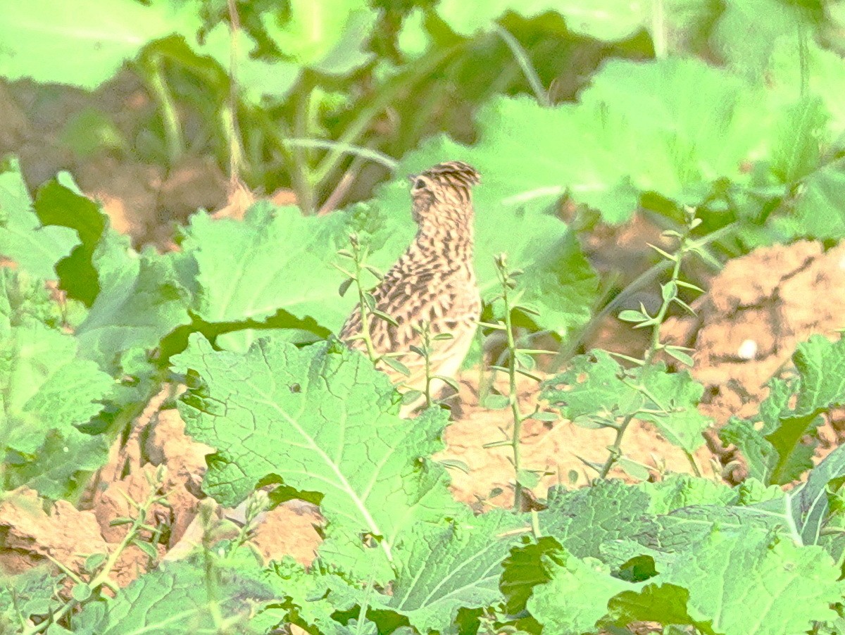 Жайворонок індійський - ML646788141