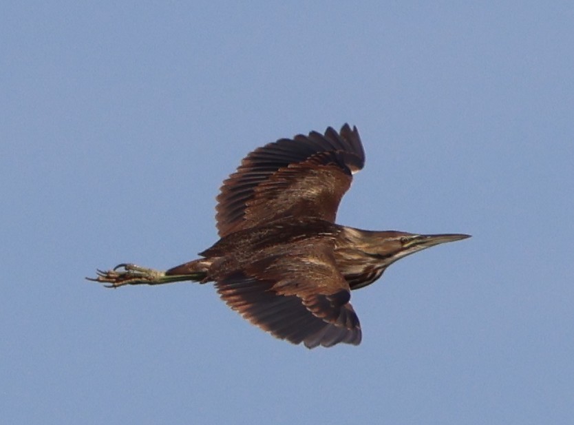 Бугай американський - ML646788144