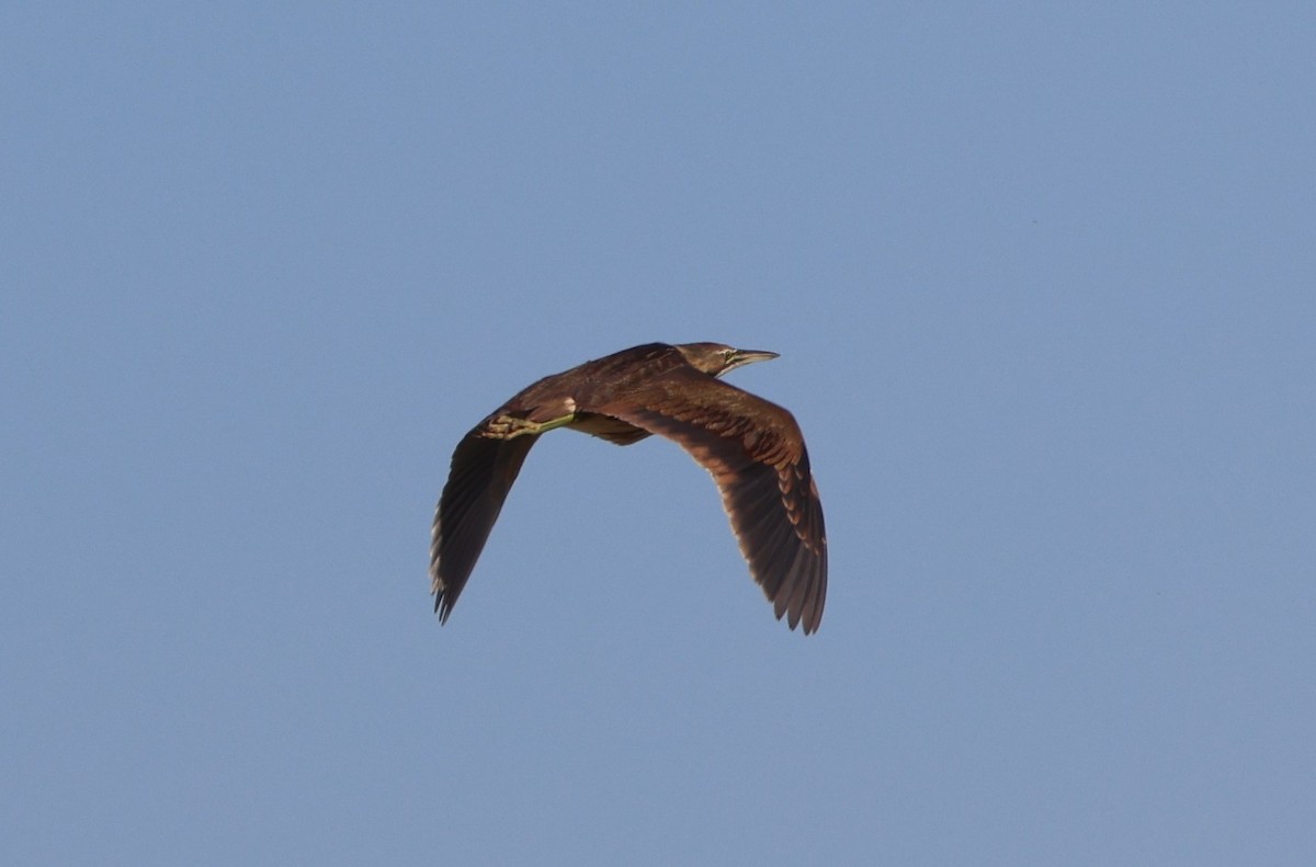 Бугай американський - ML646788147