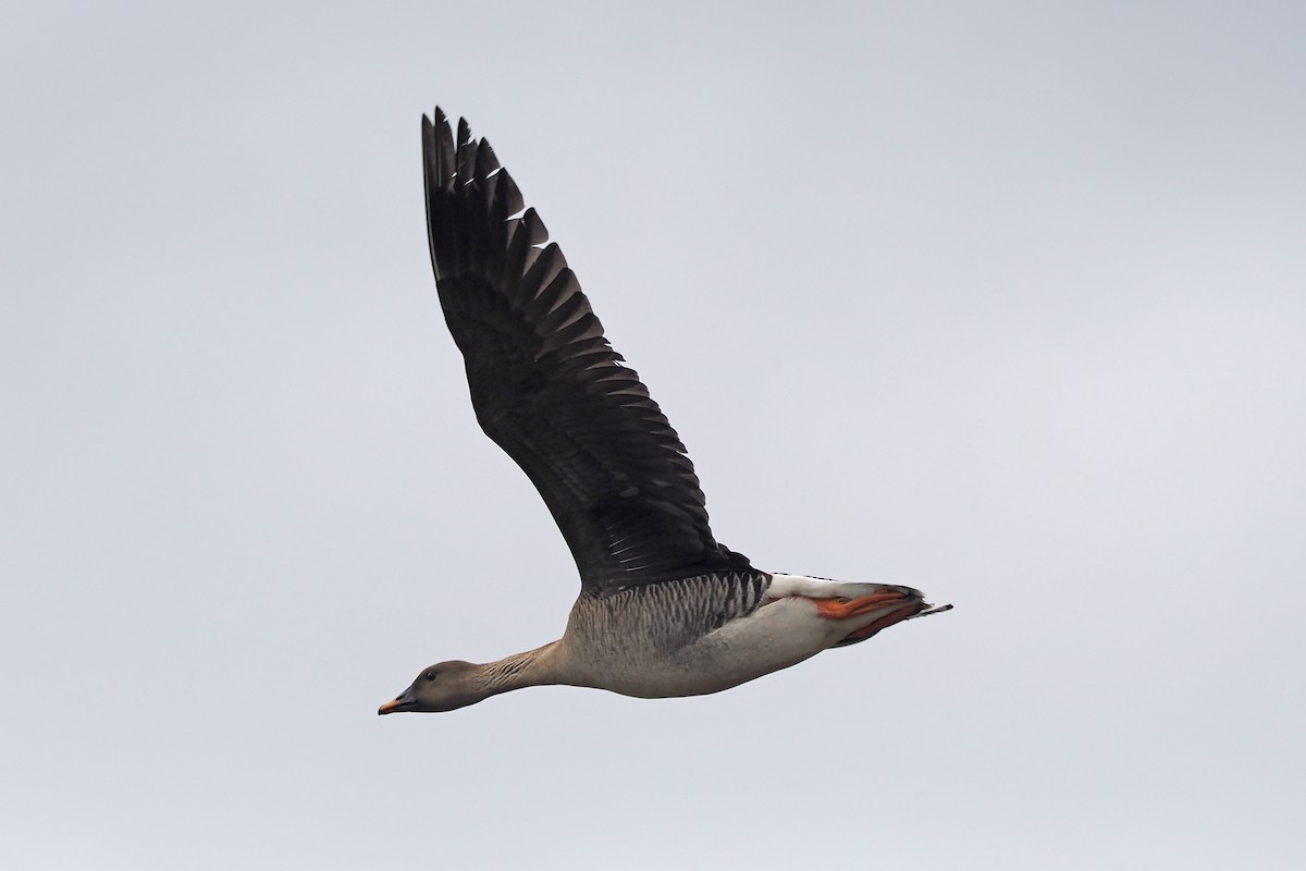 Гуменник великий - ML646788148