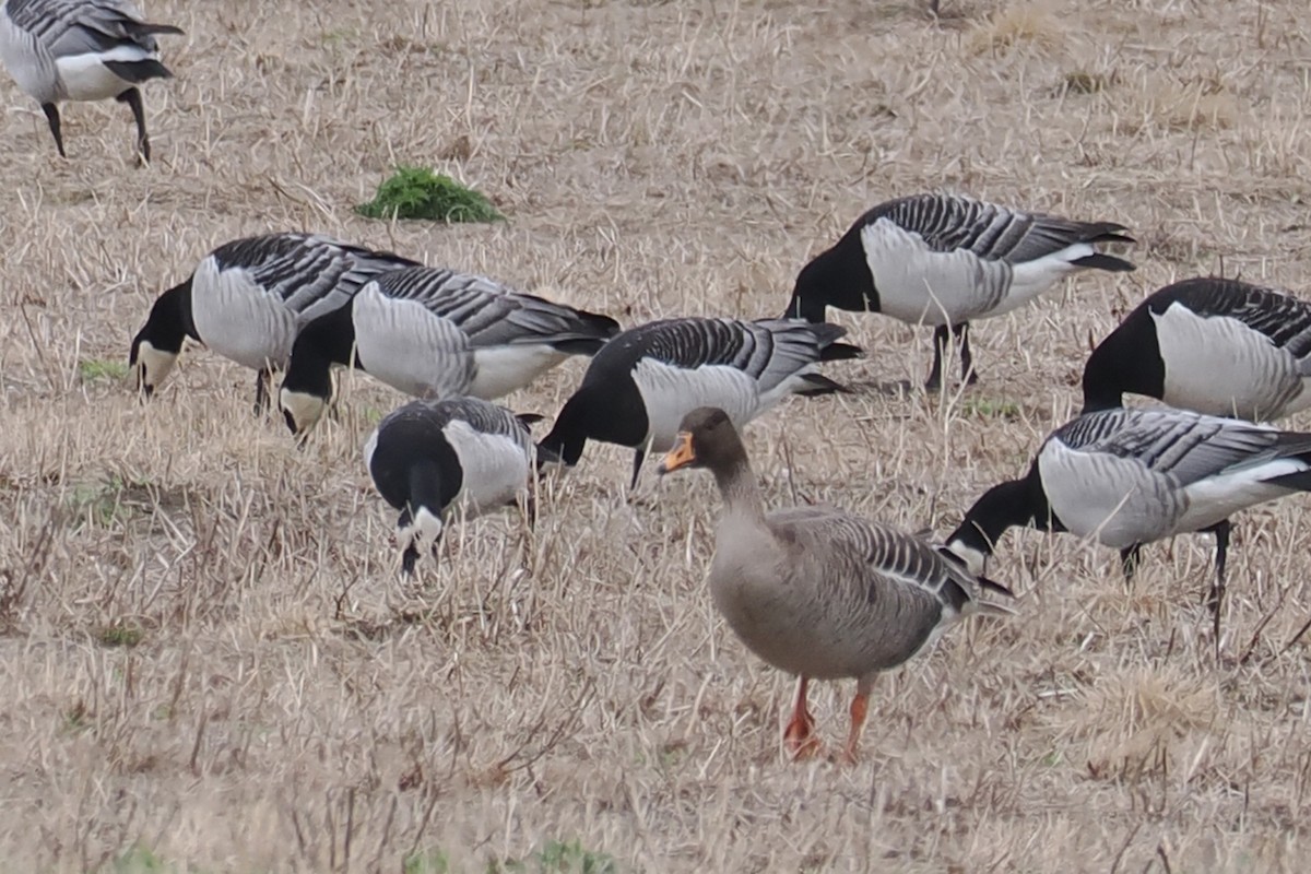 Гуменник великий - ML646788149