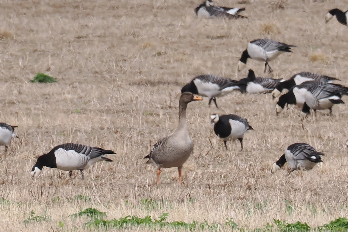 Гуменник великий - ML646788150