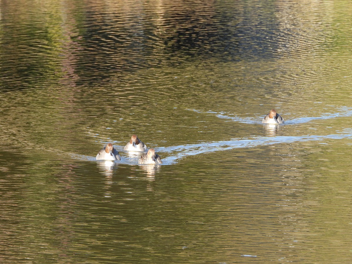 Шилохвіст північний - ML646788155